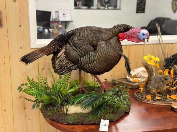 Gobbling turkey mount with fern habitat, by Stehling’s Taxidermy, Wisconsin