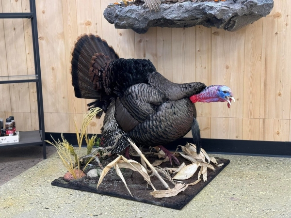 Gobbling turkey mount on a driftwood base, by Stehling’s Taxidermy, Wisconsin