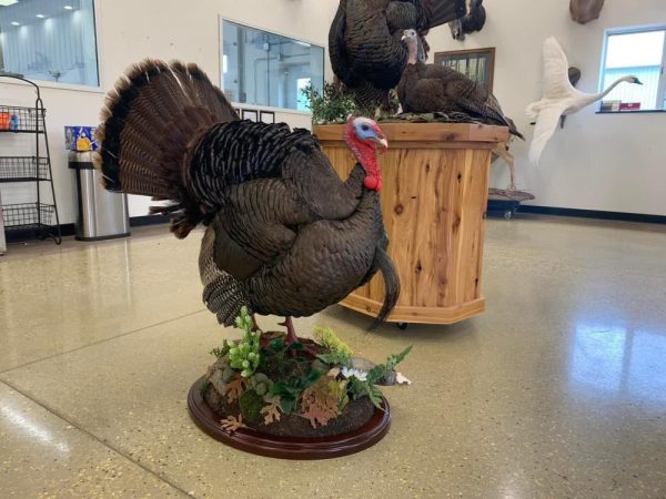 Half strut turkey mount on a barrel display, by Stehling’s Taxidermy, Wisconsin