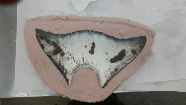 Halibut tail pressed into a pink silicone molding compound to capture fin detail. Built at Stehling’s Taxidermy in Jefferson, Wisconsin.