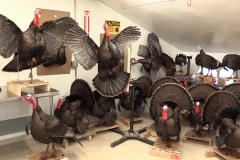 21-turkeys