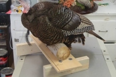 Perched-hen-in-process