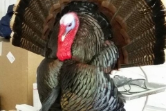 Turkey-in-process-breast-mount