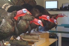 in-process-gobbling-turkeys
