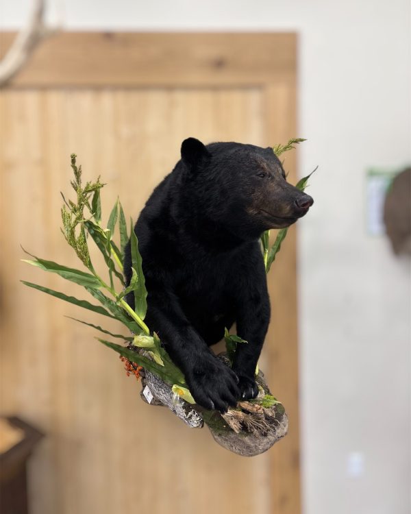 Black bear half mount with a marsh reed and rock habitat base.