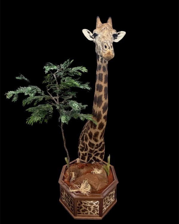 giraffe-pedestal-mount-stehlings-taxidermy