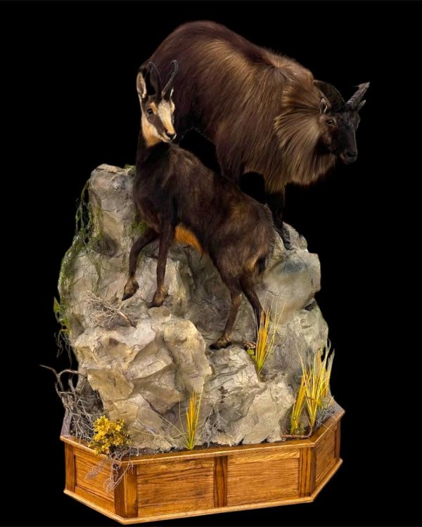 himalayan-tahr-chamois-pedestal-mount-stehlings-taxidermy