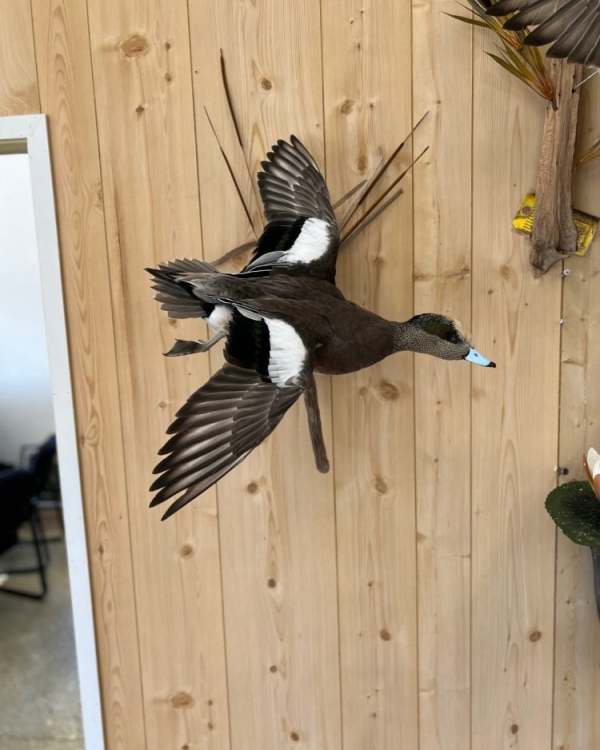 A drake American wigeon in a flying pose, from our Jefferson showroom.