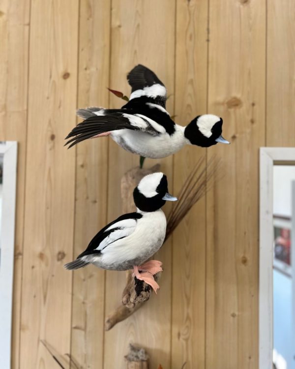 A bufflehead pair, flying drake over a standing drake on driftwood, from our Jefferson showroom.