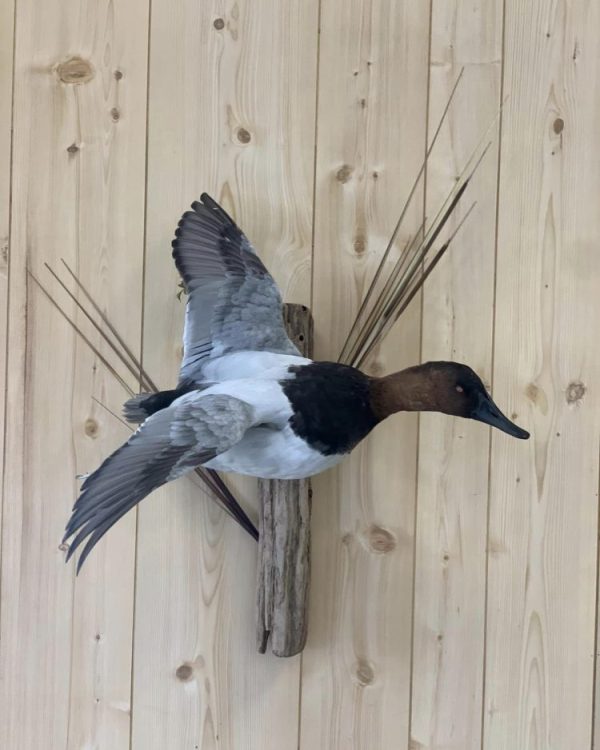 A drake canvasback in a flying pose on driftwood, from our Jefferson showroom.
