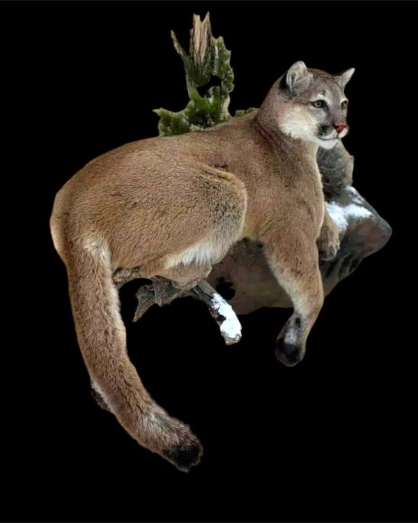 mountain-lion-cougar-mount-stehlings-taxidermy