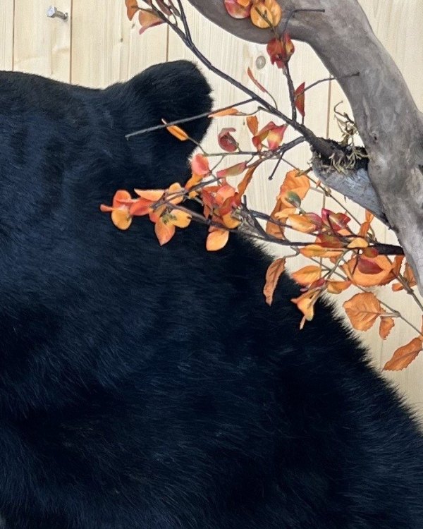stehlings-hero-bear-desktop
