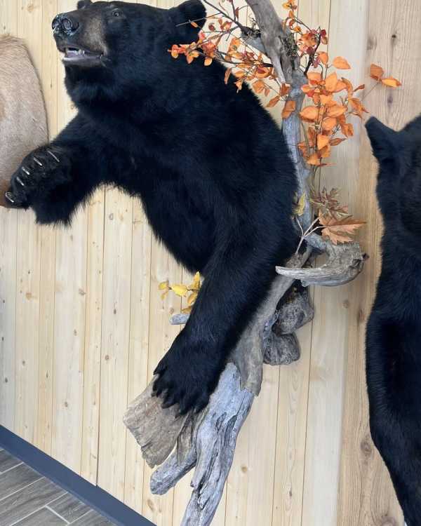 stehlings-hero-bear-mobile