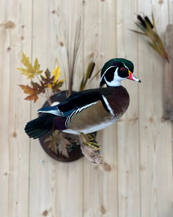 wood-duck-mount-stehlings-taxidermy