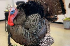 24795602-B899-4C02-B4BD-3AFF5539406B