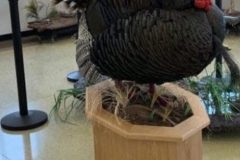 Full-strut-Merriams-6-scaled