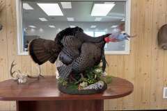 Gobble-half-strut-