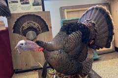 Gobble-strut-2