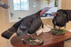 Gobblers-2