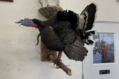 IMG_1753-scaled