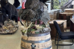 displaying-turkey-stehlings-taxidermy-on-whiskey-barrel