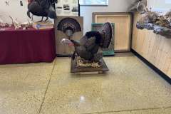 gobble-Strut