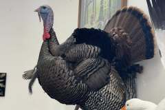 turkey-5-alert-strut