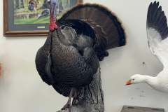 turkey-6-alert-strut-