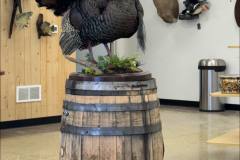 turkey2-alert-strut