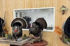 turkey3