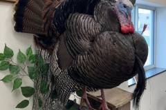turkey4-strut