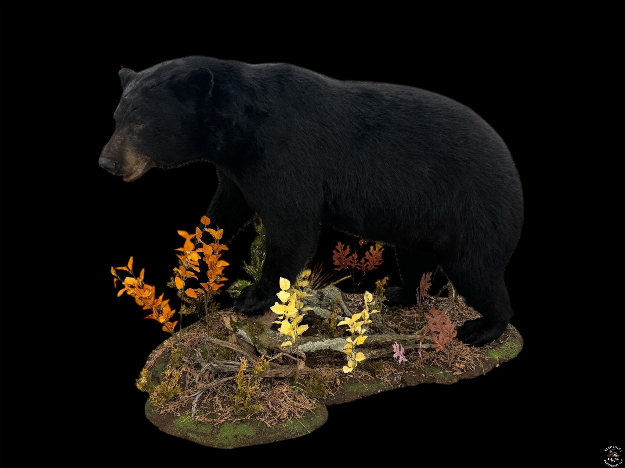 Lifesize black bear on a custom log and foliage base.