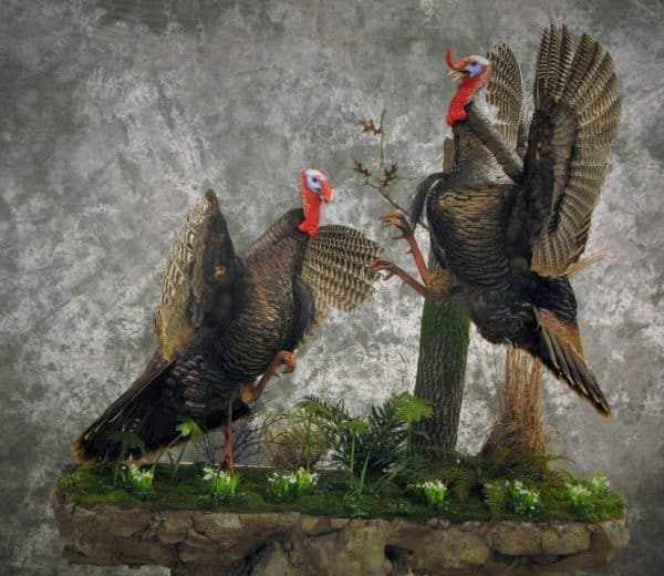 Two-turkey display with a strutting tom and a flying gobbler on a driftwood habitat base. Built at Stehling’s Taxidermy in Jefferson, Wisconsin.