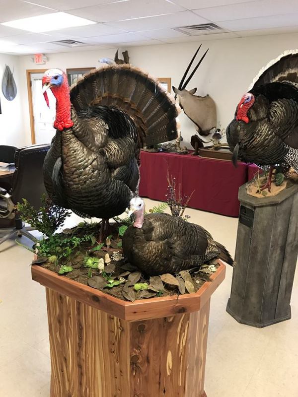 Multiple turkey display on a cedar pedestal base in the Stehling's showroom