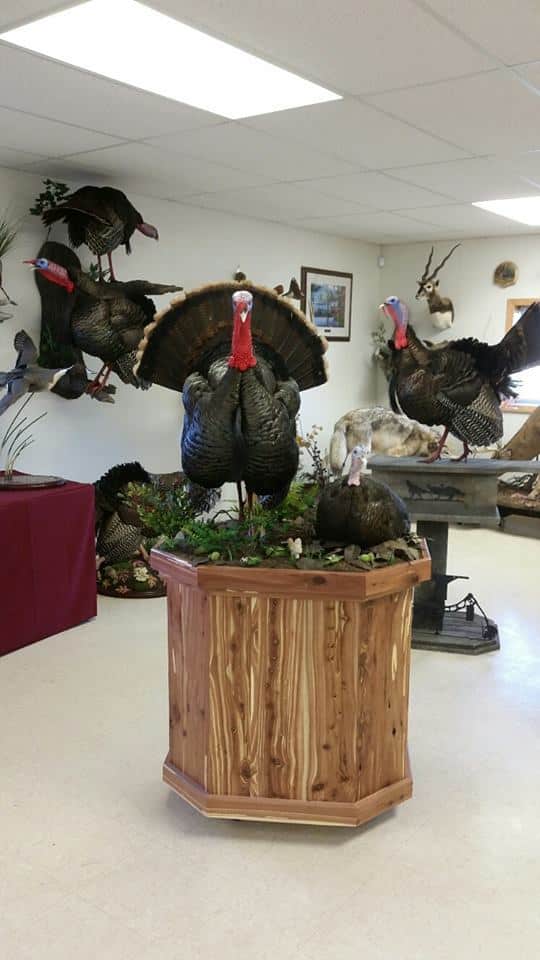 Multiple turkey pedestal display with a flying gobbler above a strutting tom, showroom view. Built at Stehling’s Taxidermy in Jefferson, Wisconsin.