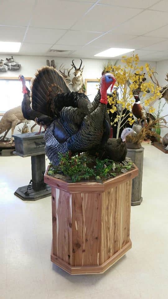 Side view of a multiple turkey display with strutting tom and hen on a cedar pedestal. Built at Stehling’s Taxidermy in Jefferson, Wisconsin.