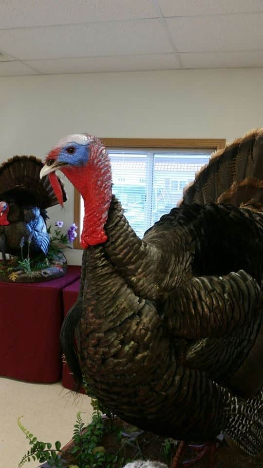 Close-up of a strutting tom turkey head and beard on a multiple turkey display. Built at Stehling’s Taxidermy in Jefferson, Wisconsin.