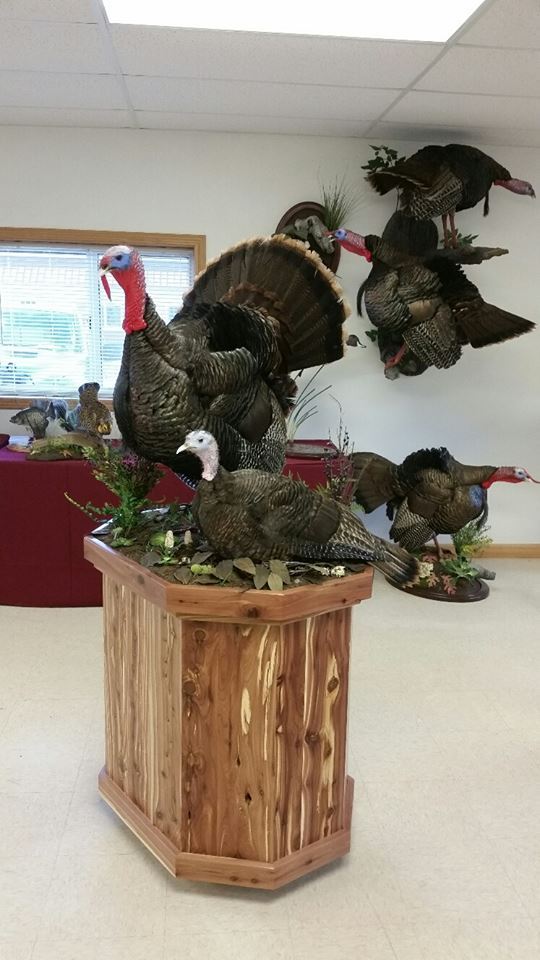 Front view of a multiple turkey pedestal display with three birds in the showroom. Built at Stehling’s Taxidermy in Jefferson, Wisconsin.