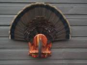 tail-mount-on-cedar (1)