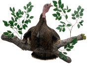 new-hen-turkey-with-poults-by-aaron-stehling-taxidermy