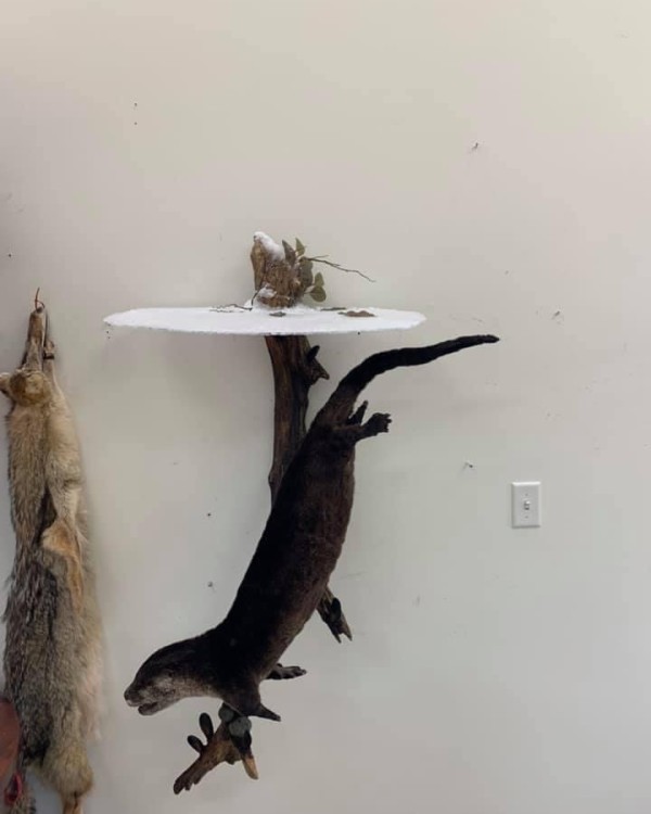 River otter mount swimming beneath a clear acrylic water panel on a wall display. Built at Stehling’s Taxidermy in Jefferson, Wisconsin.