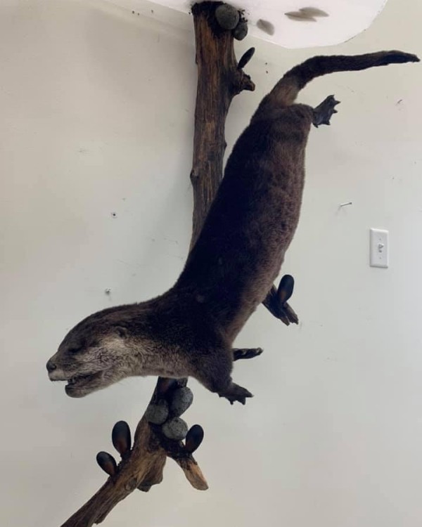 River otter mount diving along a driftwood branch, wall-mounted display. Built at Stehling’s Taxidermy in Jefferson, Wisconsin.