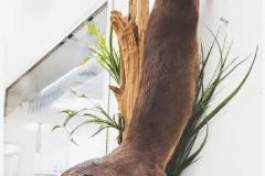 otter1