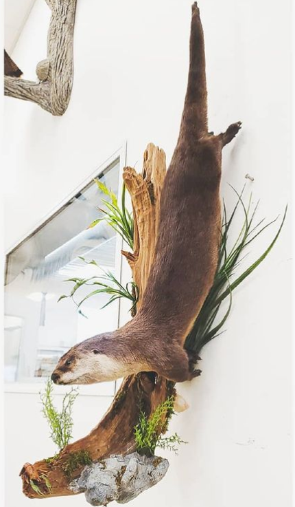 River otter mount swimming through cattails and grass on a wall habitat scene. Built at Stehling’s Taxidermy in Jefferson, Wisconsin.