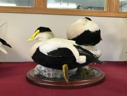 Common Eider Scene