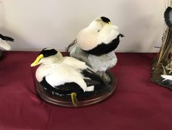 Common Eider Scene