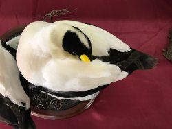 Common Eider Resting