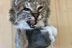 bobcat-stehlings-taxidermy