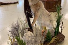 coyote-stehlings-taxidermy-1