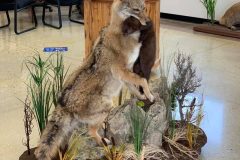 coyote-stehlings-taxidermy